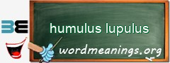 WordMeaning blackboard for humulus lupulus